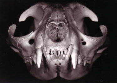The teeth uzopedia pics
